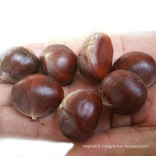 Chinese chestnuts for sale